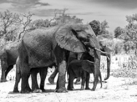 Rezerwat w Chobe (Botswana)